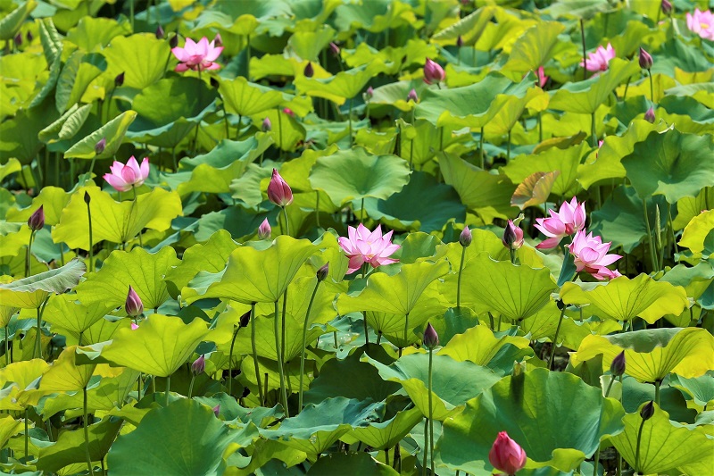 These magnificent lotus flowers are beautiful under the Summer sun and create a romantic backdrop.